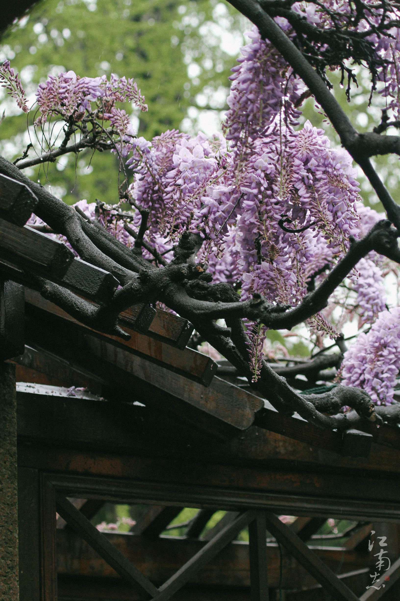 花满楼风景图片高清图片