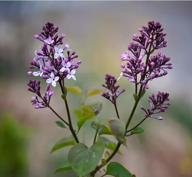 丁香花的寓意和象征（丁香花的形态特征介绍）