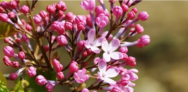 丁香花的寓意和象征（丁香花的形态特征介绍）