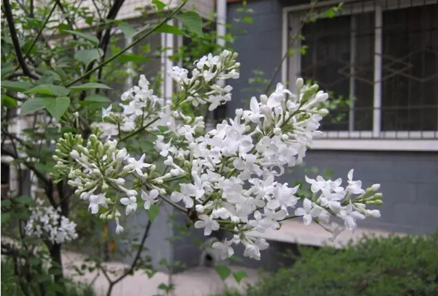 丁香花的寓意和象征（丁香花的形态特征介绍）