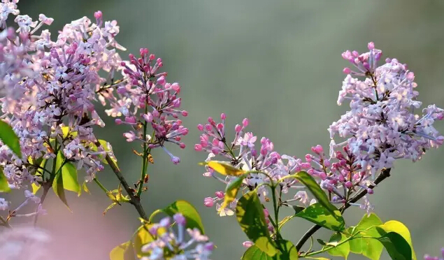 丁香花的寓意和象征（丁香花的形态特征介绍）