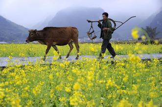乌鸦反哺、羊羔跪乳和二十四孝的故事