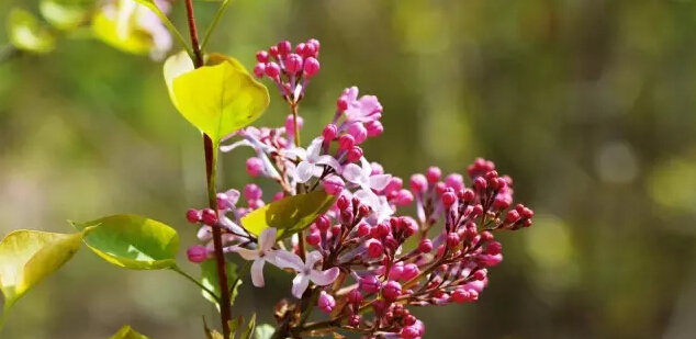 丁香花的寓意和象征（丁香花的形态特征介绍）