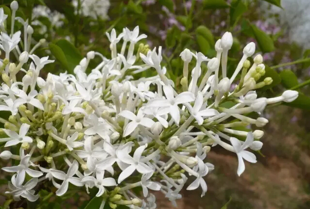 丁香花的寓意和象征（丁香花的形态特征介绍）