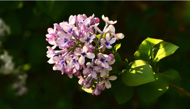 丁香花的寓意和象征（丁香花的形态特征介绍）