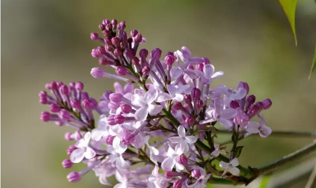 丁香花的寓意和象征（丁香花的形态特征介绍）