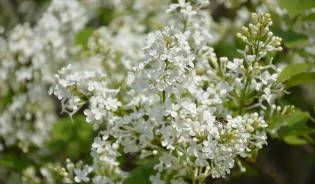 丁香花的寓意和象征（丁香花的形态特征介绍）