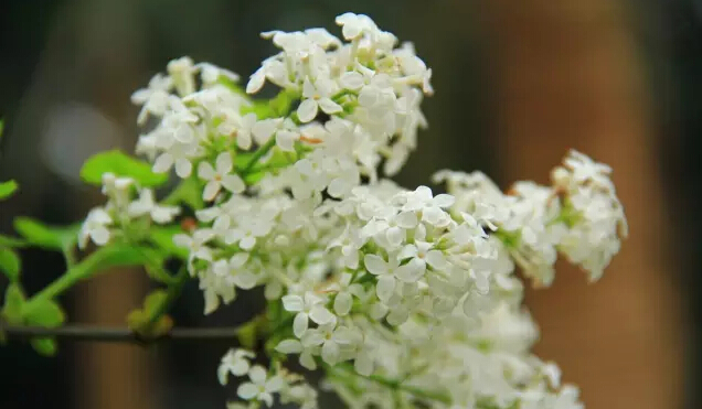 丁香花的寓意和象征（丁香花的形态特征介绍）