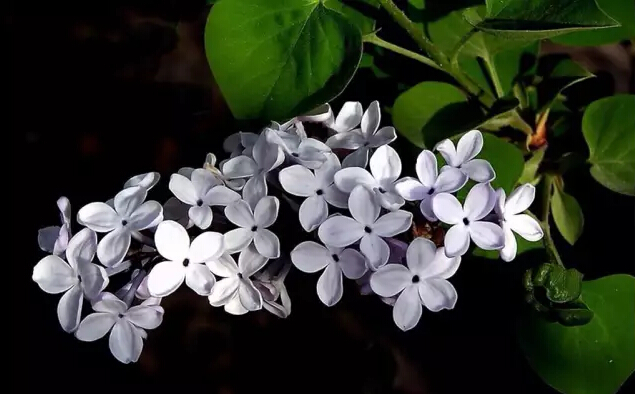 丁香花的寓意和象征（丁香花的形态特征介绍）