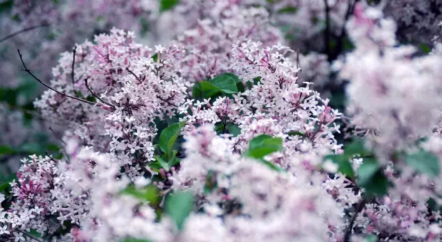 丁香花的寓意和象征（丁香花的形态特征介绍）