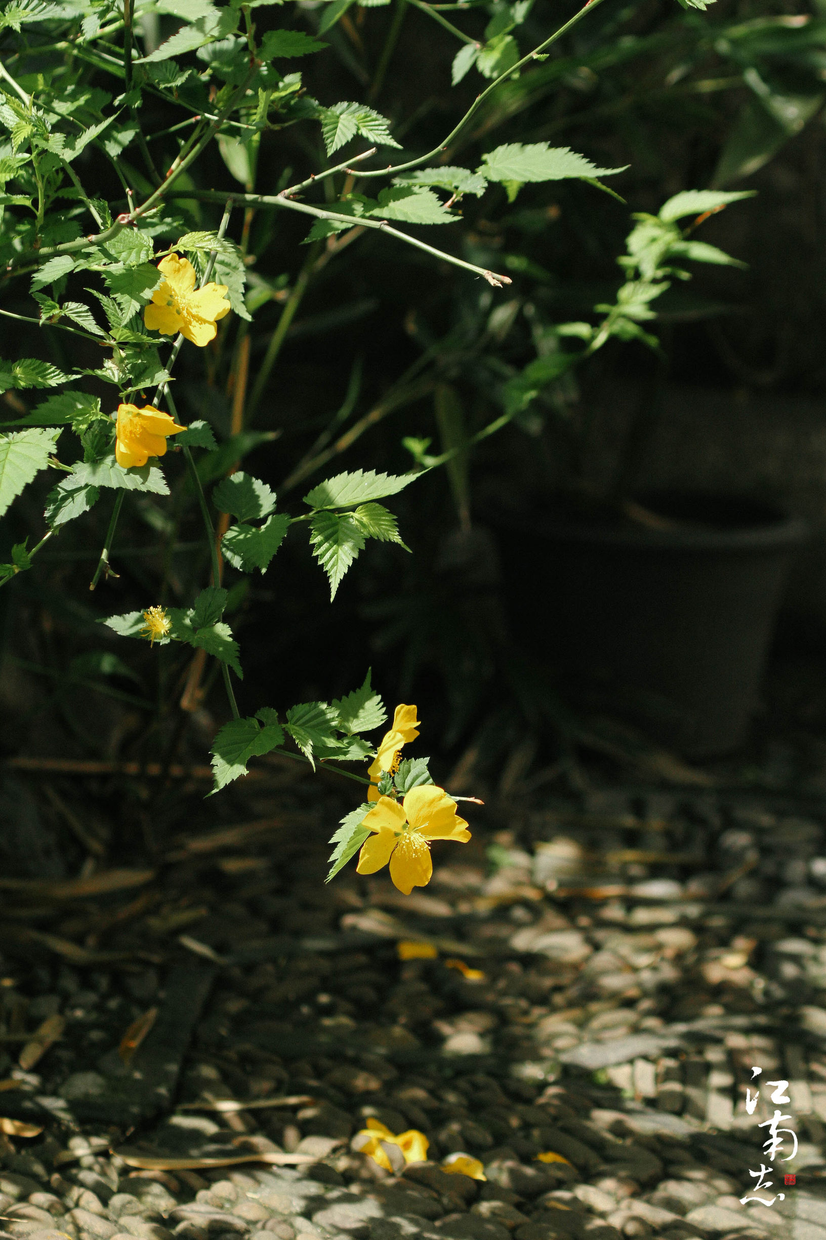 花满楼｜燕子不归春事晚