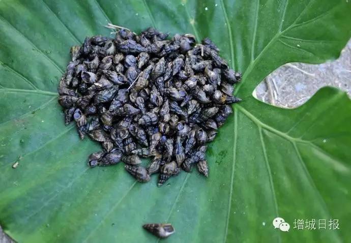 增城蔬菜价格普遍回落，但是这个调味菜却悄悄涨价，贵得离谱....