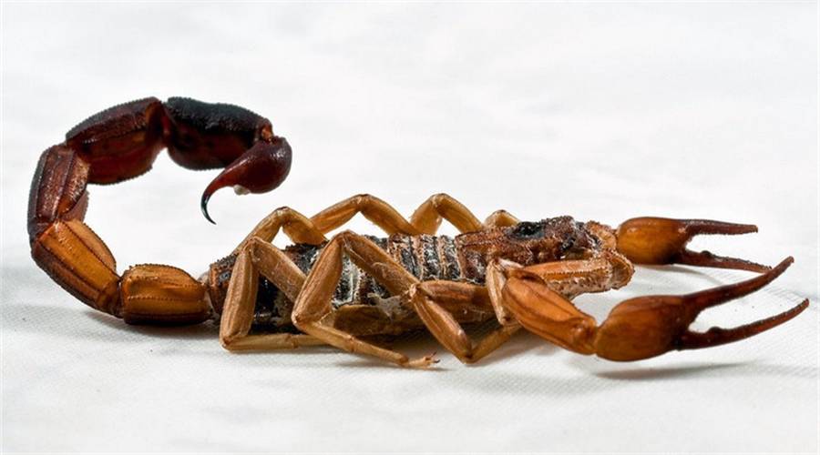 全蝎的功效和作用(中药知识必学:全蝎)