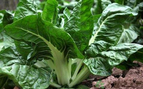 菜叶片富含还原糖,粗蛋白,纤维素,以及维c,钾,钙,铁等微量元素.