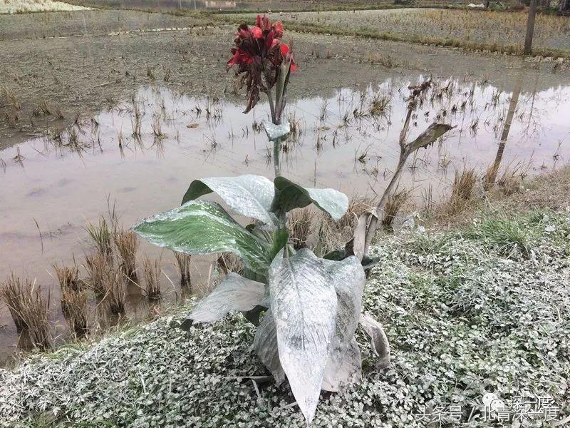 湘西采矿遗毒：除了“边城”，这里还有铅中毒儿童