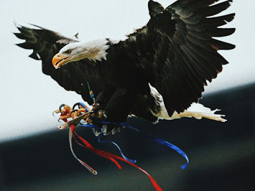 海豚英超直播(「独家现场」超市or动物园?英超球队绰号大起底)