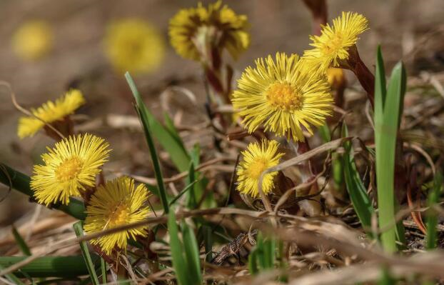 薏苡仁 - 成语词句网