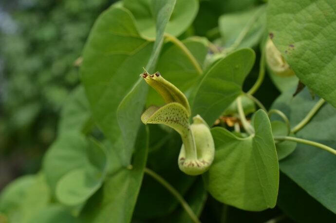 马兜铃根的功效与作用-我的快乐小窝