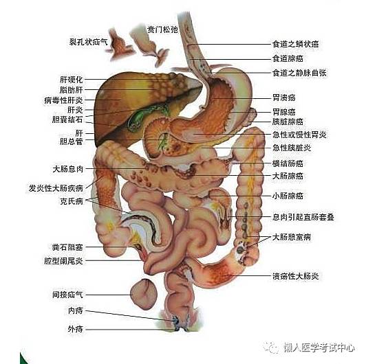 「解剖歌诀」害怕解剖学的小伙伴，来围观！