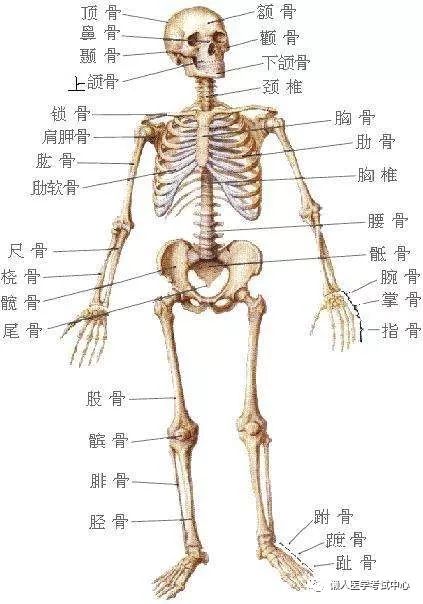 「解剖歌诀」害怕解剖学的小伙伴，来围观！