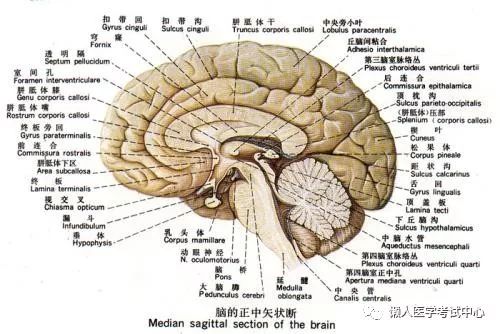 「解剖歌诀」害怕解剖学的小伙伴，来围观！