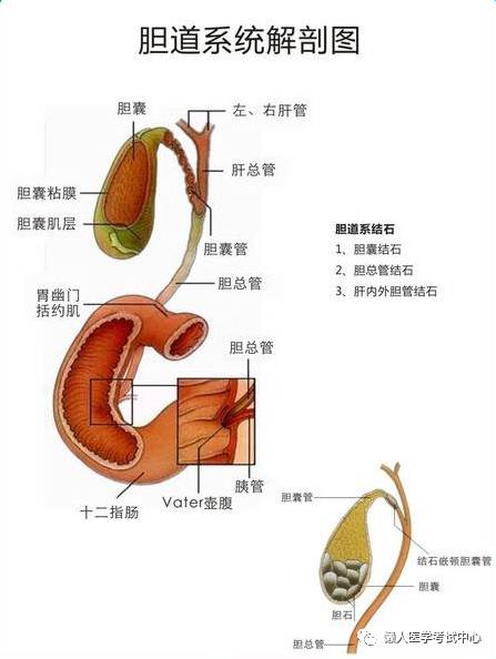 「解剖歌诀」害怕解剖学的小伙伴，来围观！