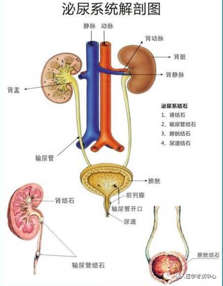 「解剖歌诀」害怕解剖学的小伙伴，来围观！