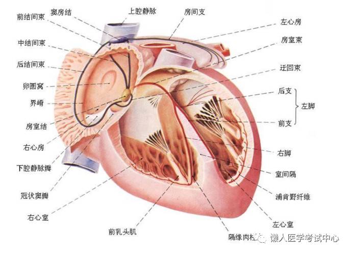 「解剖歌诀」害怕解剖学的小伙伴，来围观！