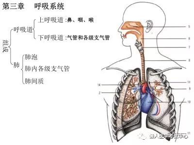 「解剖歌诀」害怕解剖学的小伙伴，来围观！