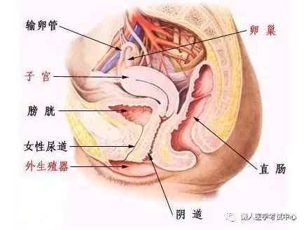 「解剖歌诀」害怕解剖学的小伙伴，来围观！