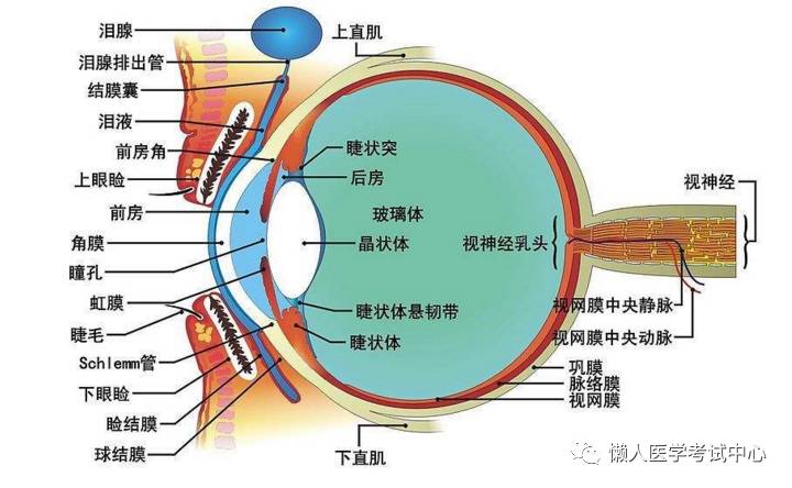 「解剖歌诀」害怕解剖学的小伙伴，来围观！