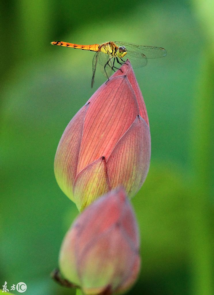 这是古诗里才有的意境,小荷才露尖尖角,早有蜻蜓立上头