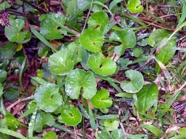 雷公碗的功效与作用-我的快乐小窝