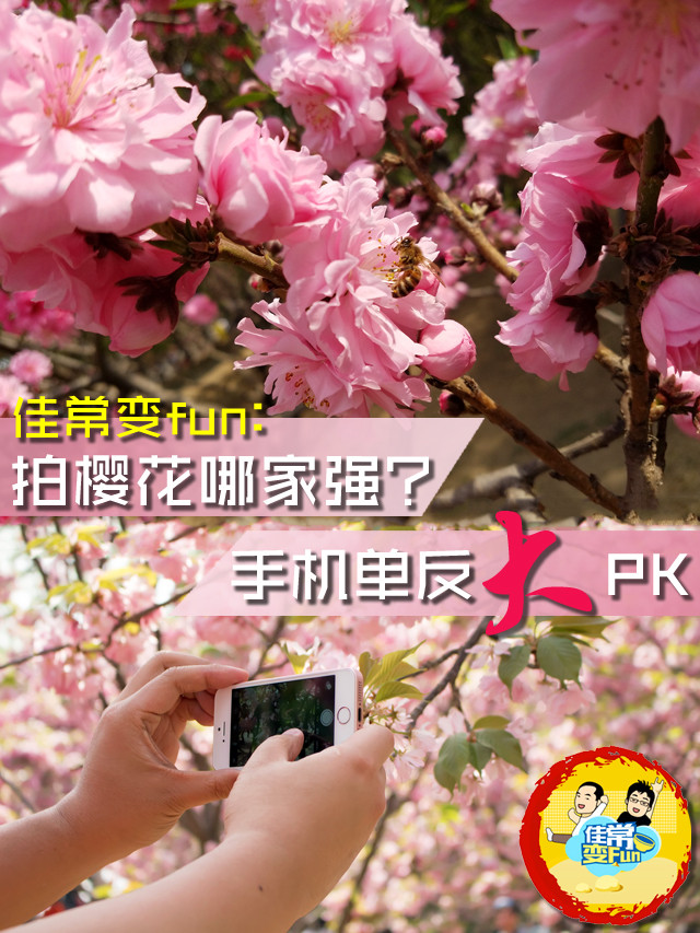 佳常变fun:拍樱花哪家强?手机单反大PK