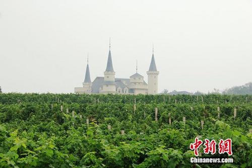 北京张裕爱斐堡酒庄（《猎场》出现北京张裕爱斐堡酒庄的葡萄园）