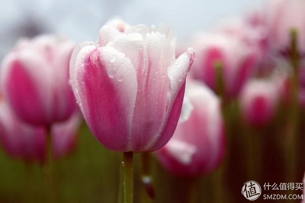 如何选择摄影器材和学习摄影技巧？入门篇