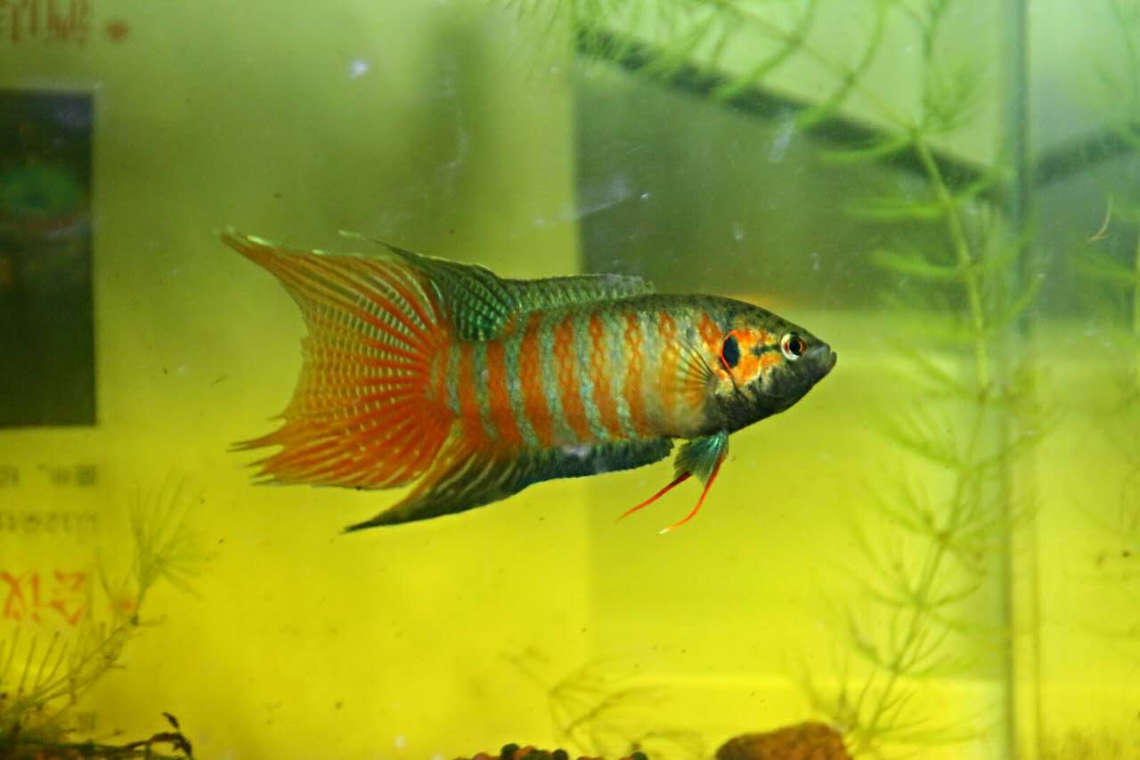 新手必备:世界各国斗鱼盘点