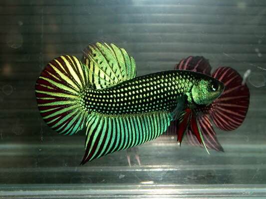 betta smaragdina ladiges,1972史马格汀娜斗鱼英贝利斯(和平斗鱼)