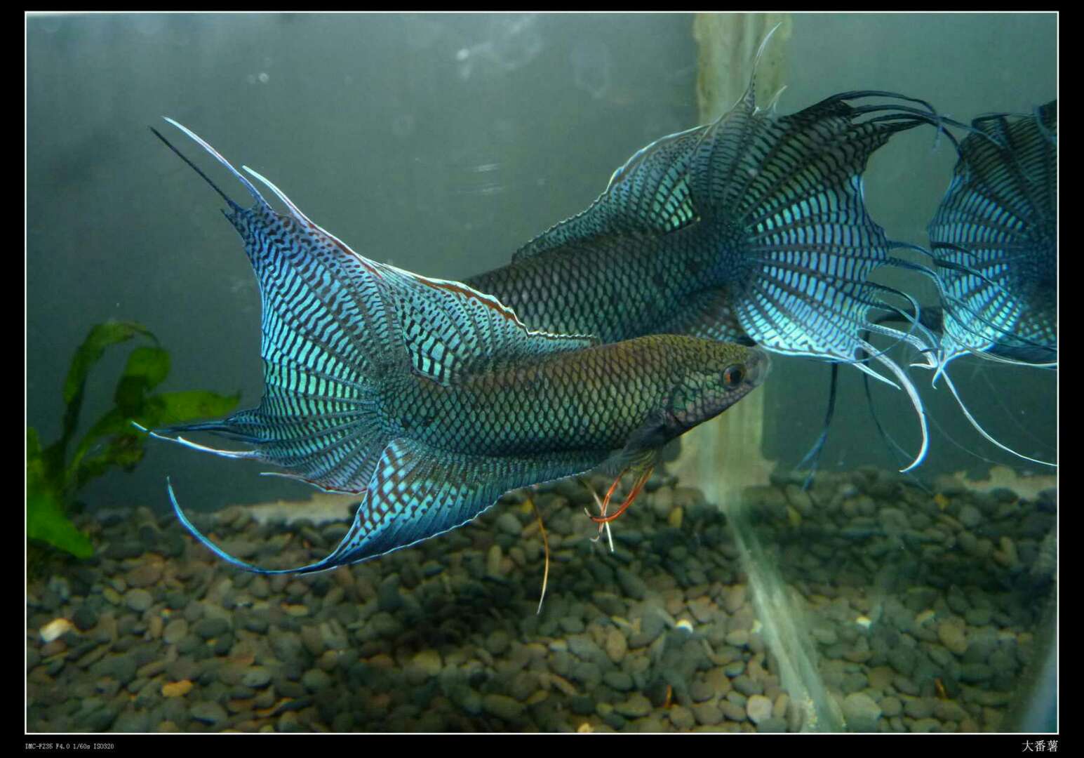 黑叉尾斗鱼普叉中国叉尾斗鱼主要分3种:普通叉尾斗鱼(普叉),香港黑叉