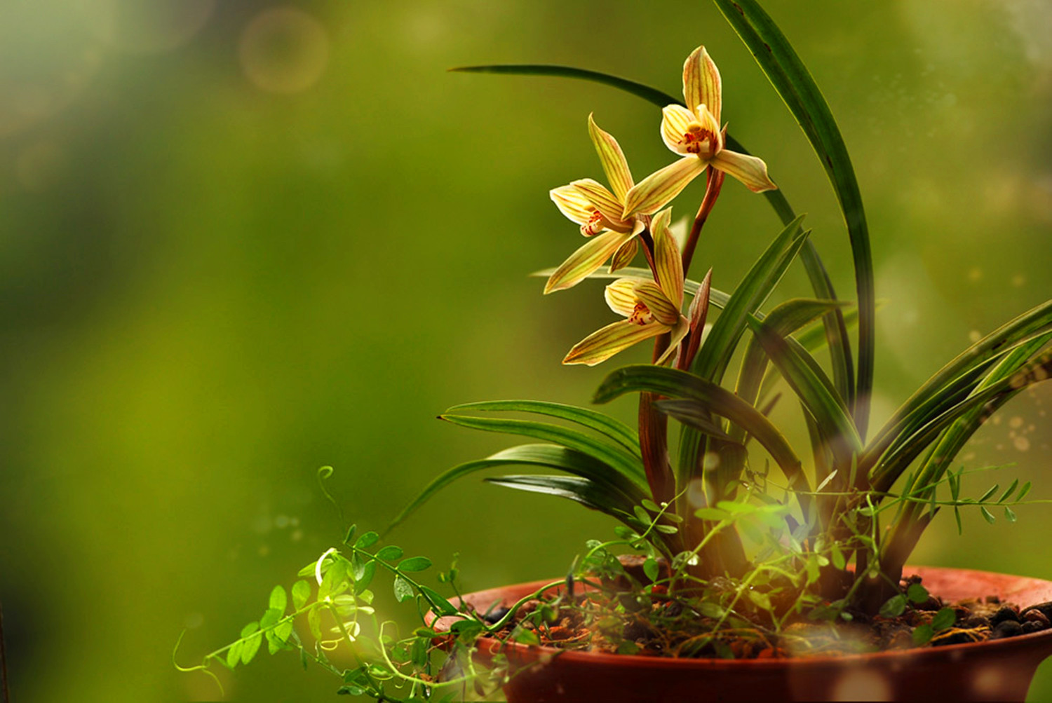 幽兰的诗词兰花幽香的诗