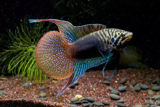 斗鱼图片品种图片(新手必备) - 赤虎壹号