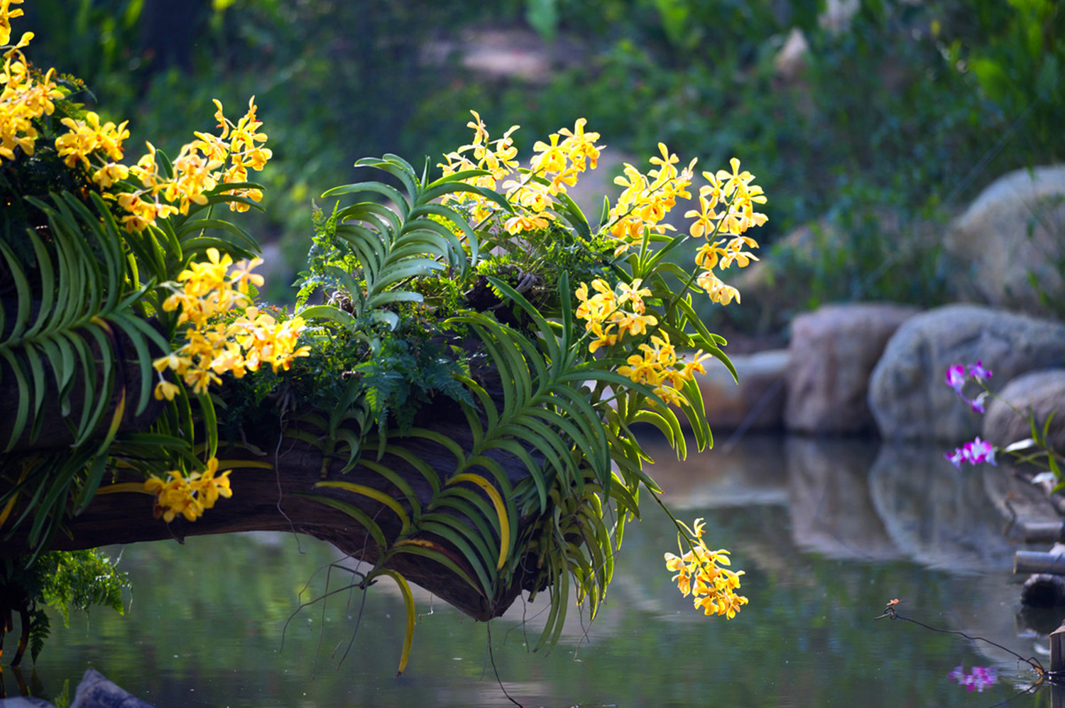 幽兰的诗词兰花幽香的诗