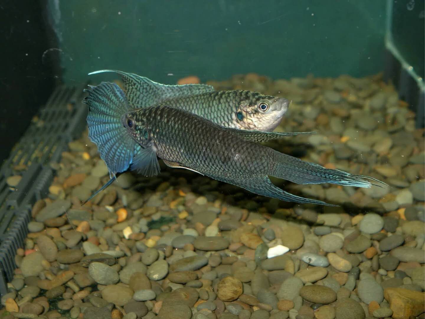 新手必备:世界各国斗鱼盘点