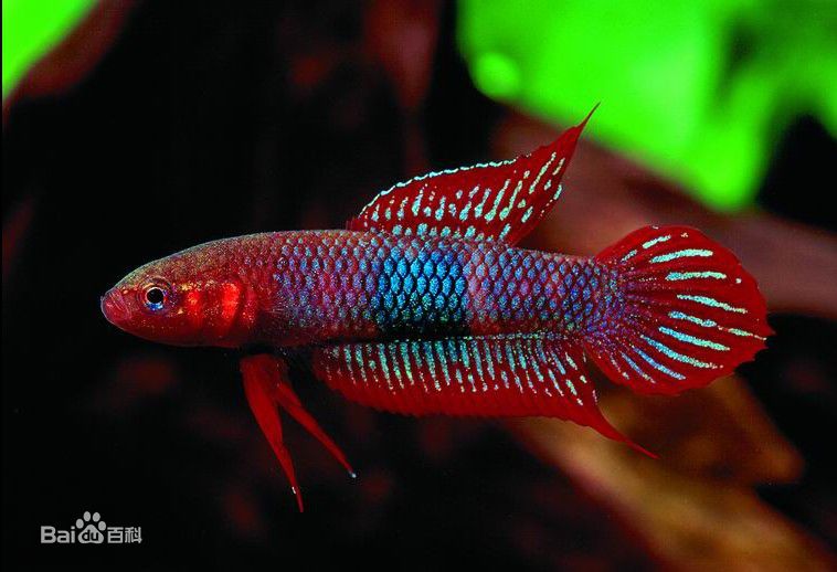 新手必备:世界各国斗鱼盘点