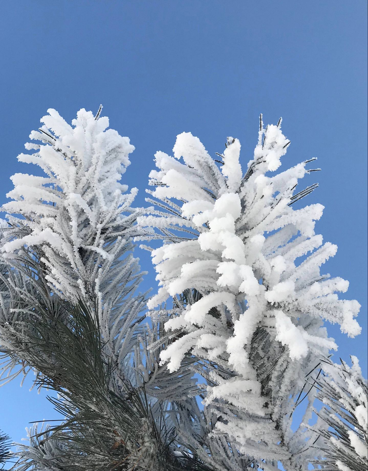 雾凇,一场树木与冰雪的奇缘
