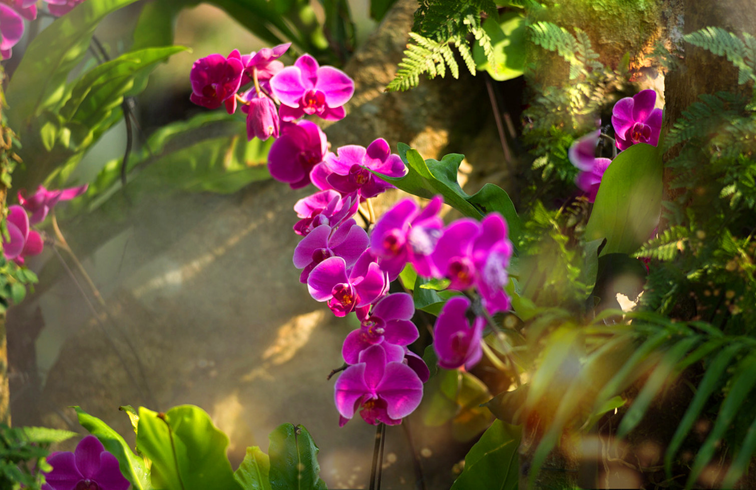 幽兰的诗词兰花幽香的诗