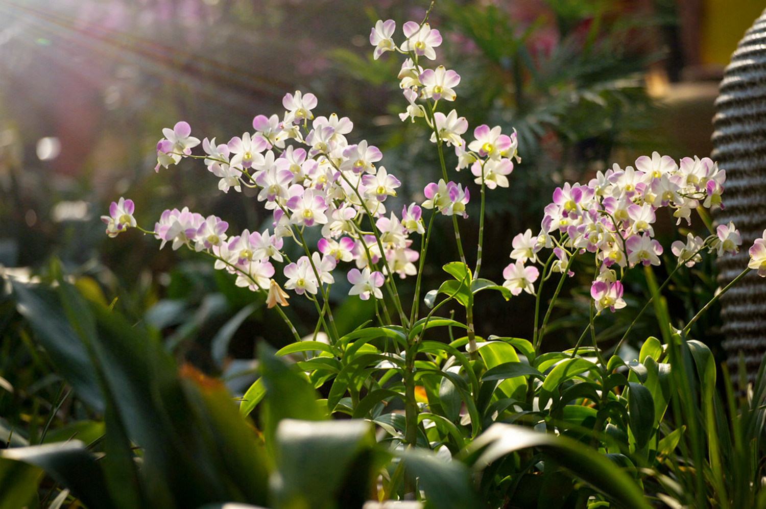 幽兰的诗词兰花幽香的诗