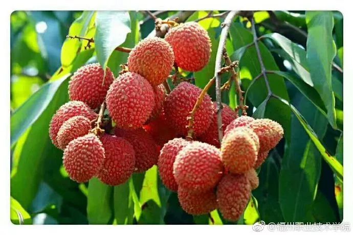 福州职业技术学院，这下要在全国出名了！