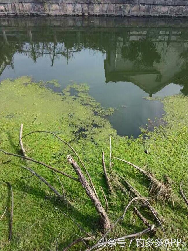 快鱼篮球直播(水边我独行挥竿少英雄豪情，惟有与你同行才能把鱼追寻)