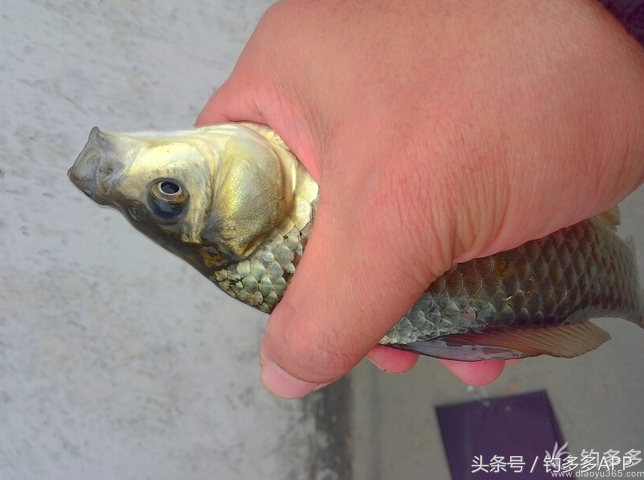 快鱼篮球直播(水边我独行挥竿少英雄豪情，惟有与你同行才能把鱼追寻)